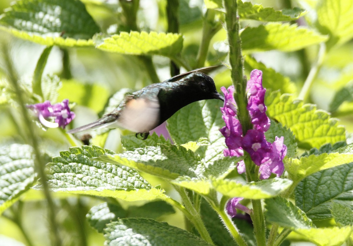 Black-bellied Hummingbird - Chris Charlesworth