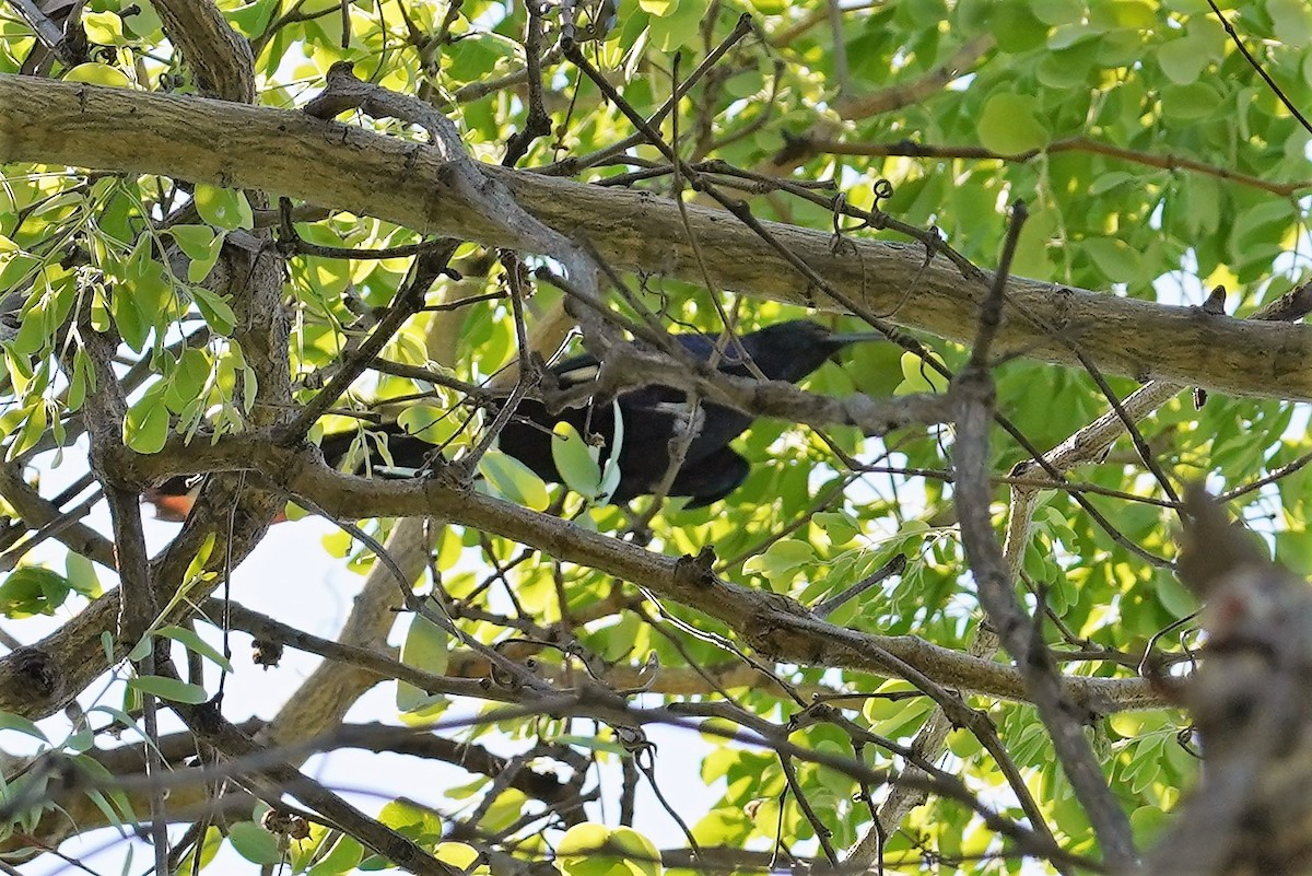 Common Scimitarbill - ML510285311