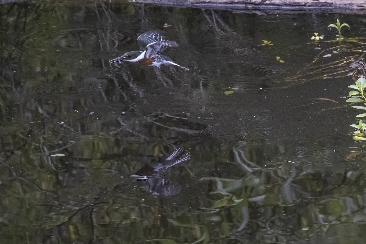 Green Kingfisher - ML510286231