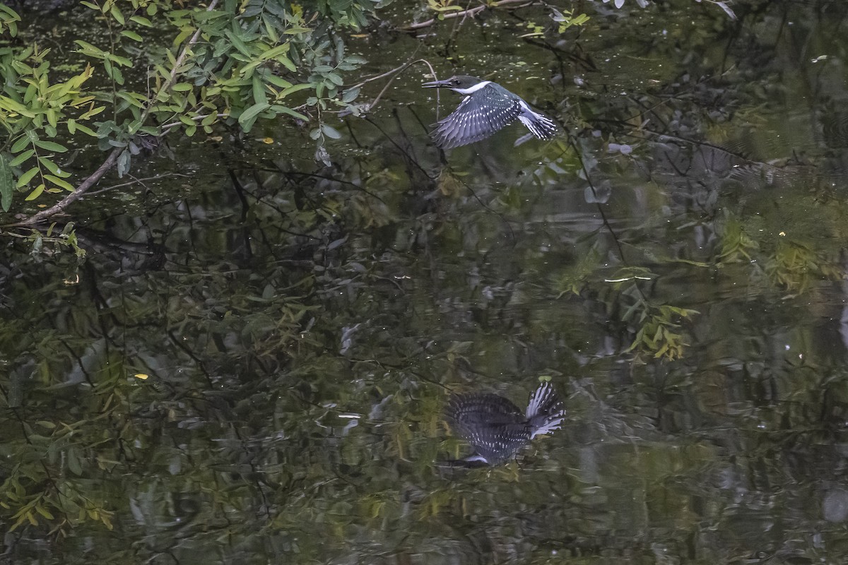 Martin-pêcheur vert - ML510286381