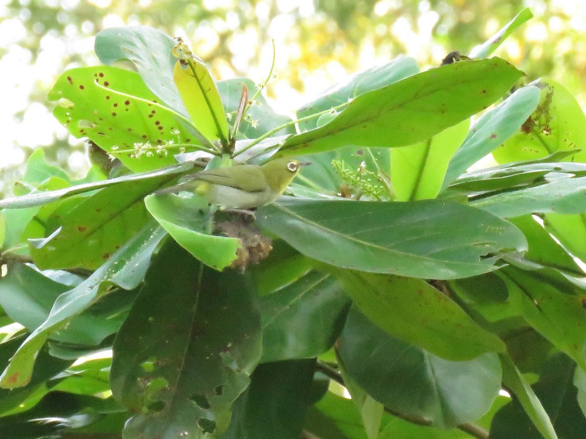 Swinhoe's White-eye - ML510286621