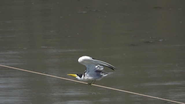 Large-billed Tern - ML510287511