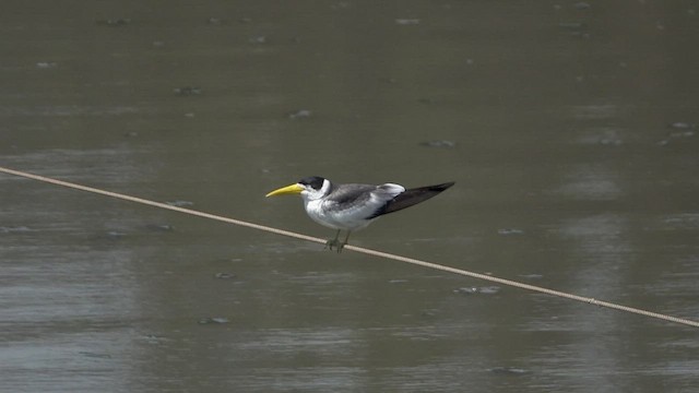 Large-billed Tern - ML510287721