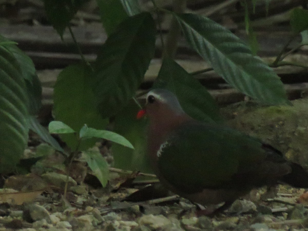 Asian Emerald Dove - ML510287741