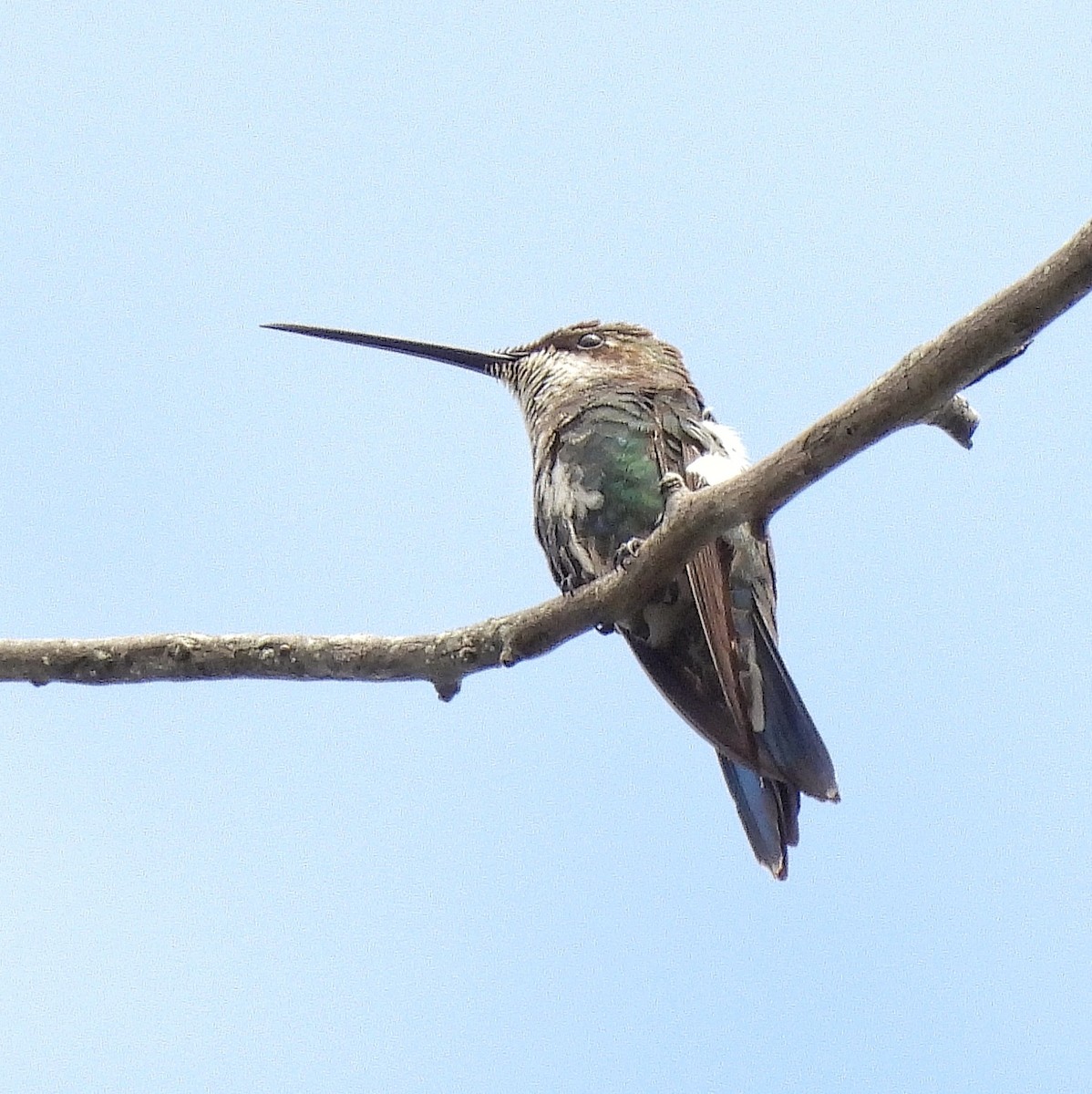 kolibřík fialovolímcový - ML510287911