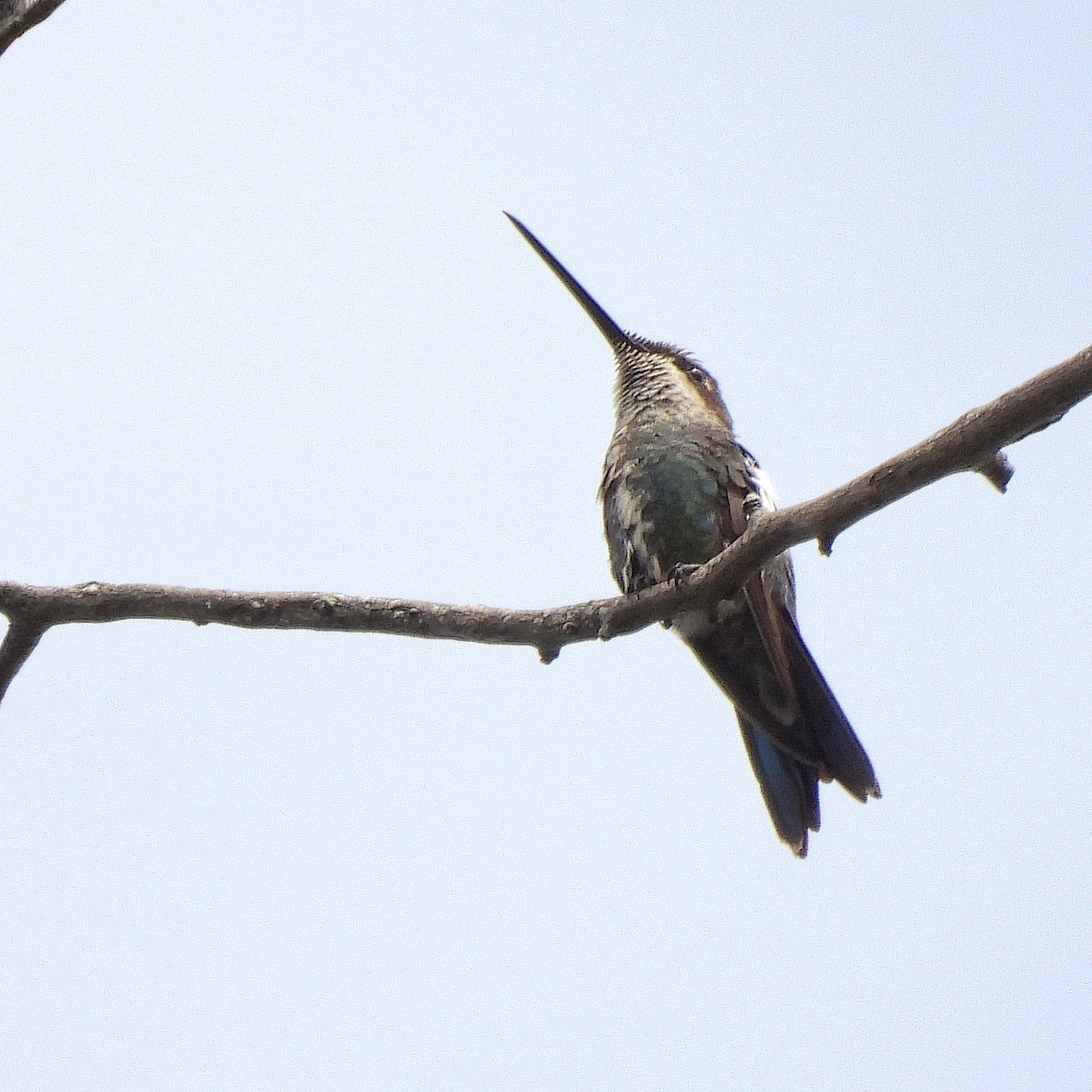 kolibřík fialovolímcový - ML510287921