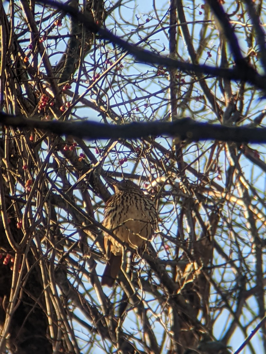 Brown Thrasher - ML510288621