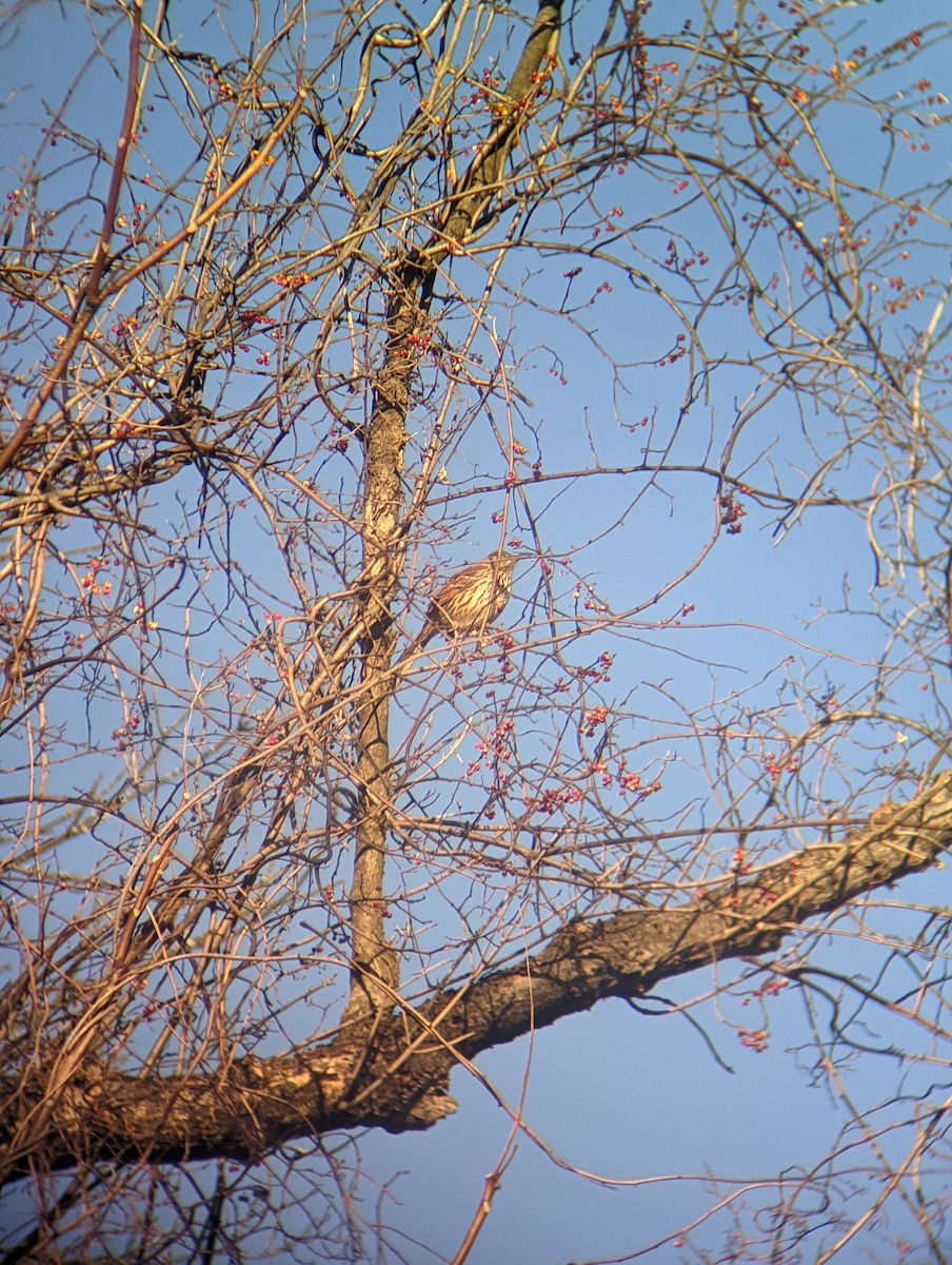 Brown Thrasher - ML510288631