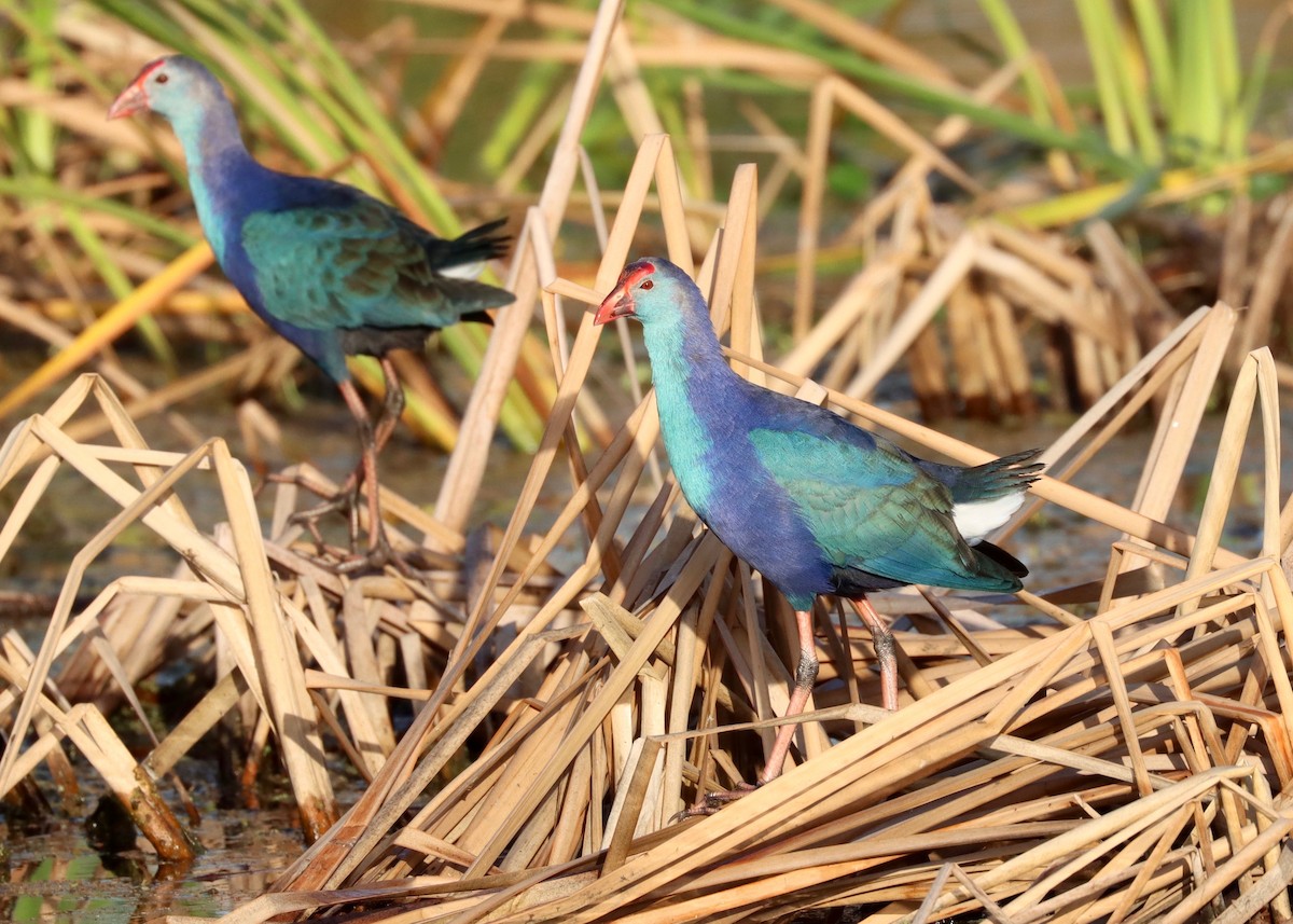 Gray-headed Swamphen - Alan Kneidel