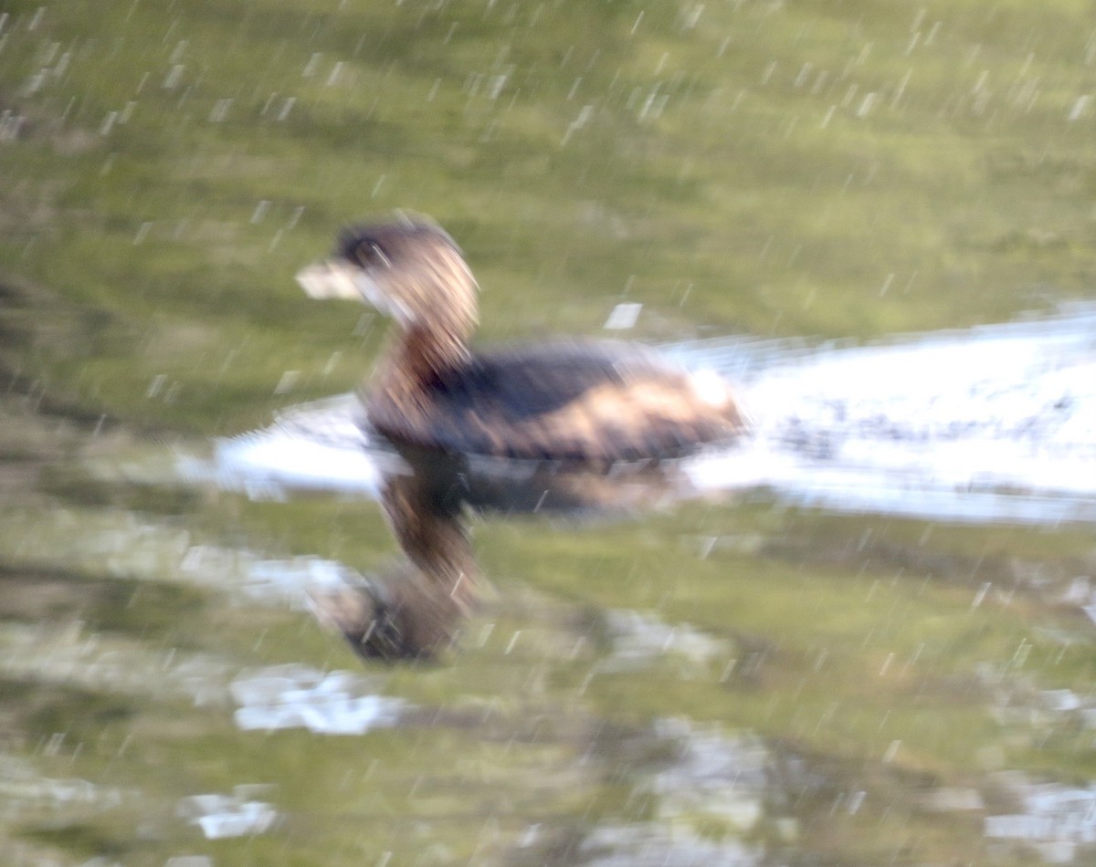 Pied-billed Grebe - Barbara Shea