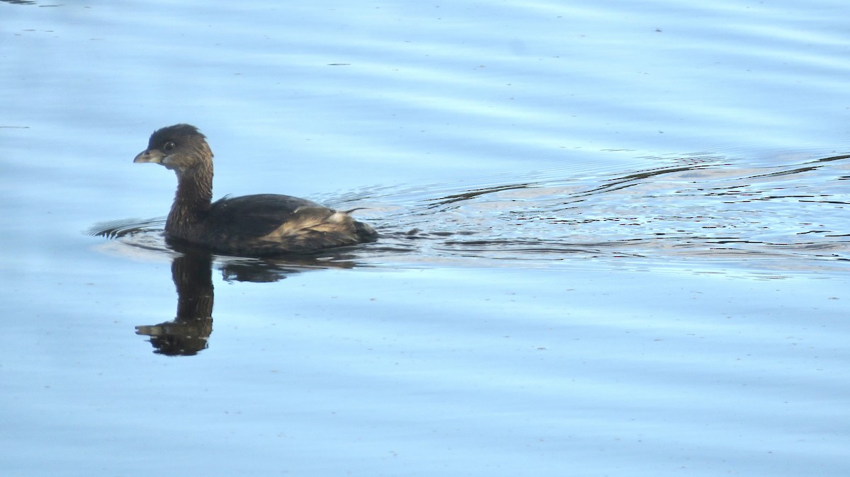 Pied-billed Grebe - ML510289441