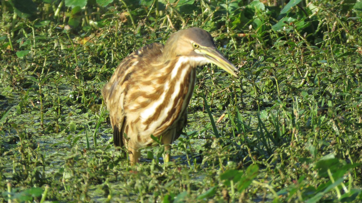 American Bittern - ML510289531