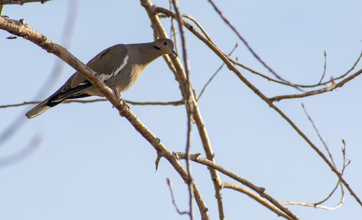 White-winged Dove - ML510290831