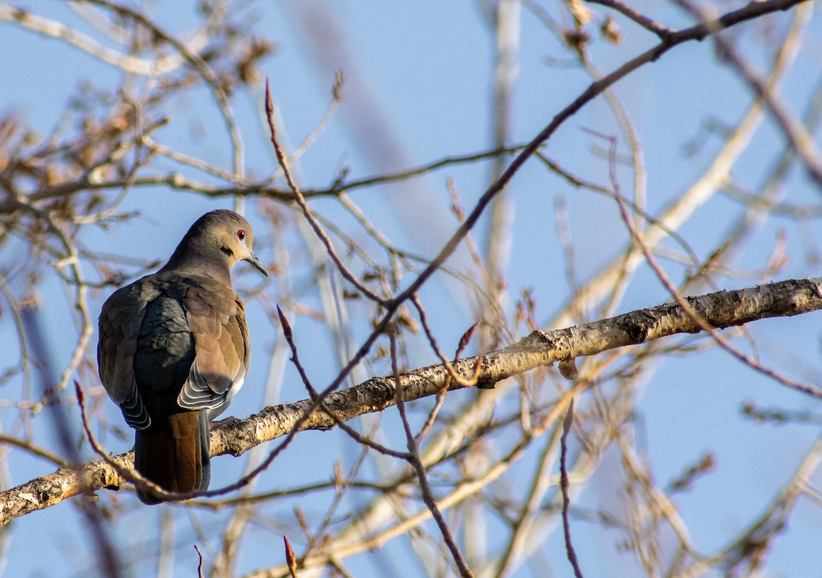 White-winged Dove - ML510291241