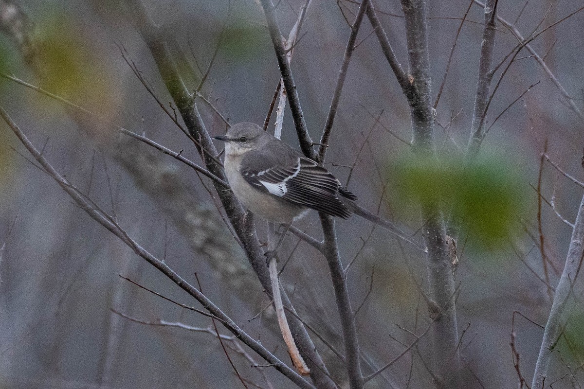 Northern Mockingbird - ML510292221