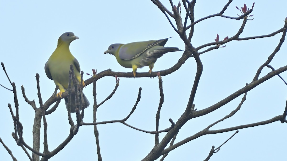 Yellow-footed Green-Pigeon - ML510292381