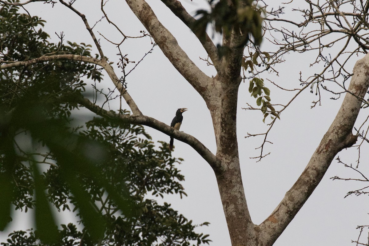 Piping Hornbill - Kit Britten