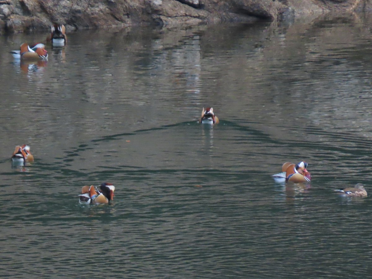 Mandarin Duck - ML510294661