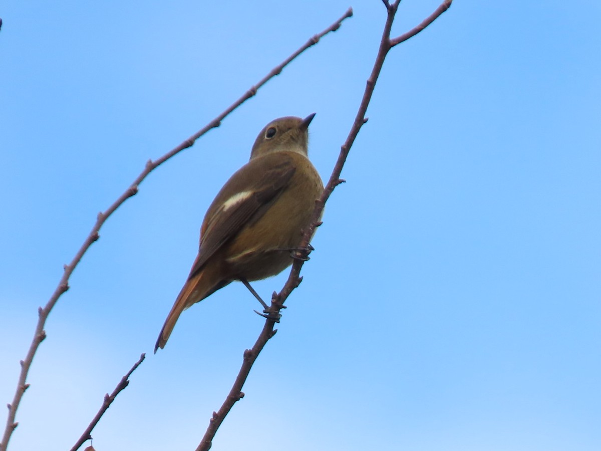 Daurian Redstart - ML510294841