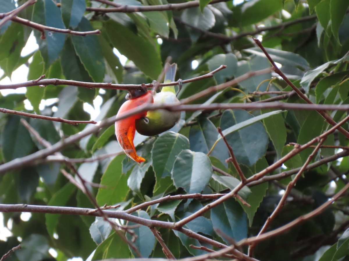 Warbling White-eye - ML510295071