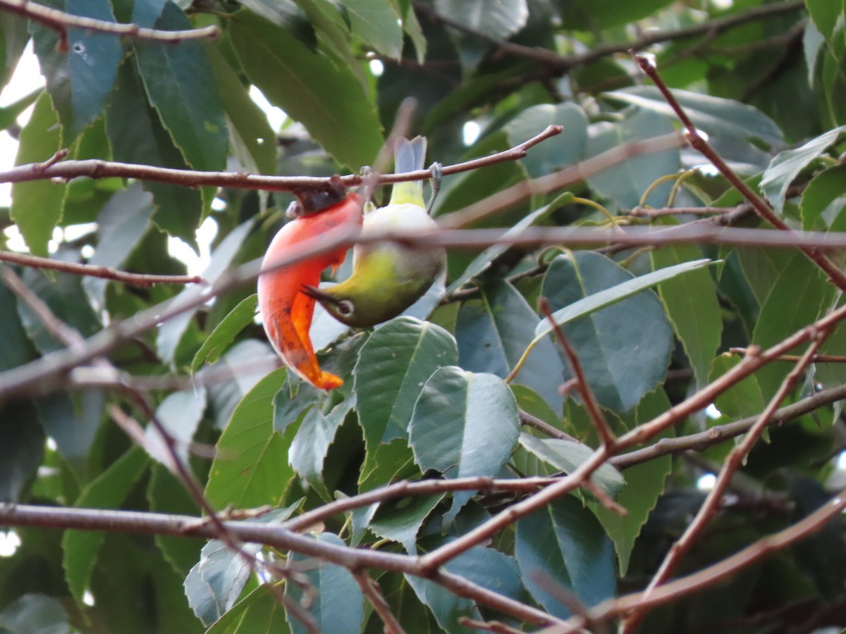 Warbling White-eye - ML510295081