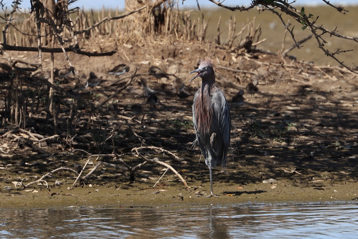 アカクロサギ - ML510296111