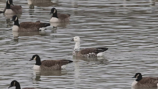 Snow x Canada Goose (hybrid) - ML510298031