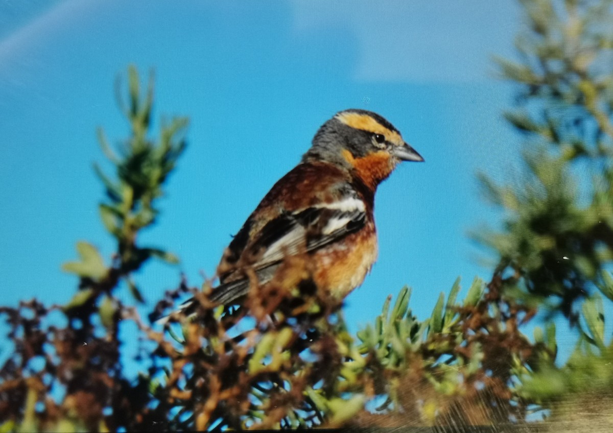 Cinnamon Warbling Finch - ML510303461