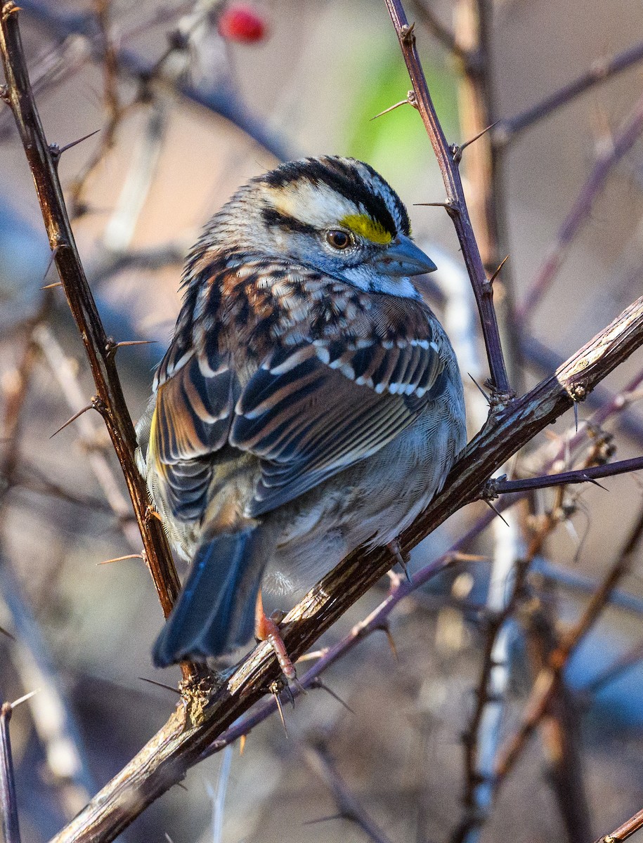 White-throated Sparrow - ML510304251