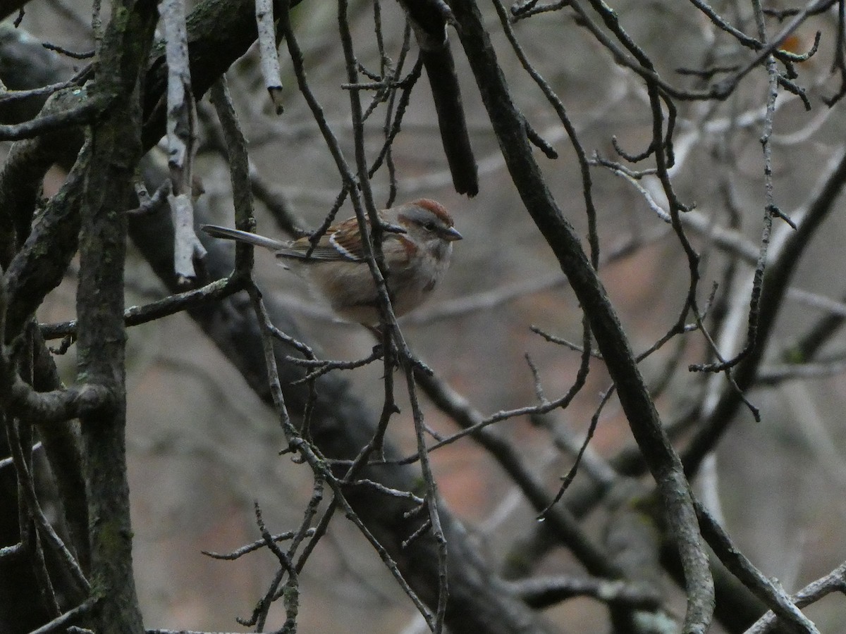 American Tree Sparrow - ML510306041