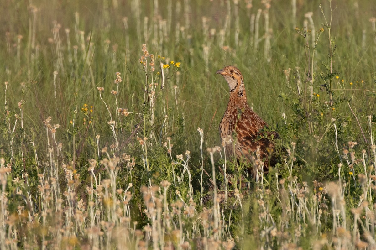 Orange River Francolin - ML510309851