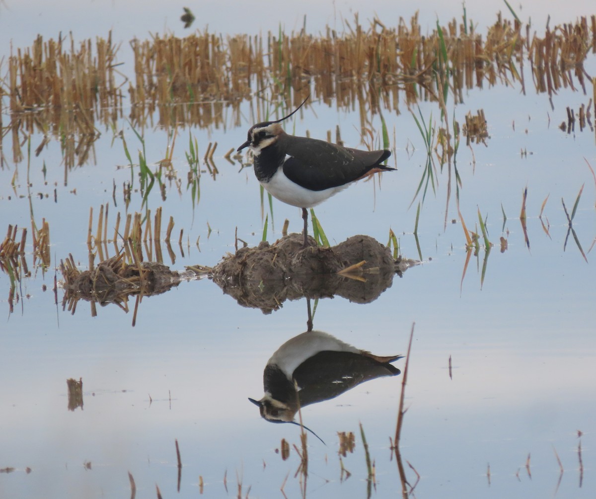 Northern Lapwing - Andrés Balfagón Sarrión