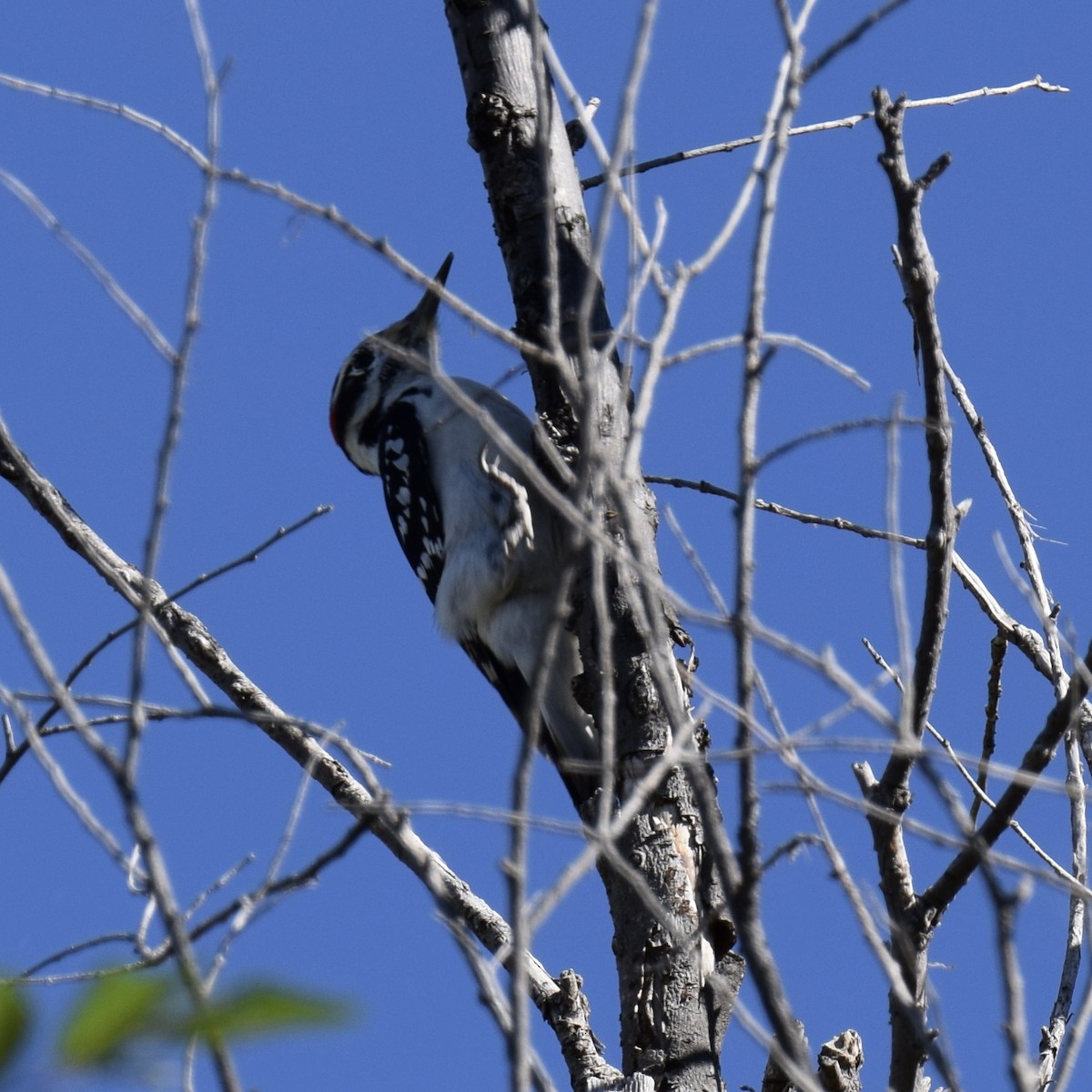 Hairy Woodpecker - ML510310311