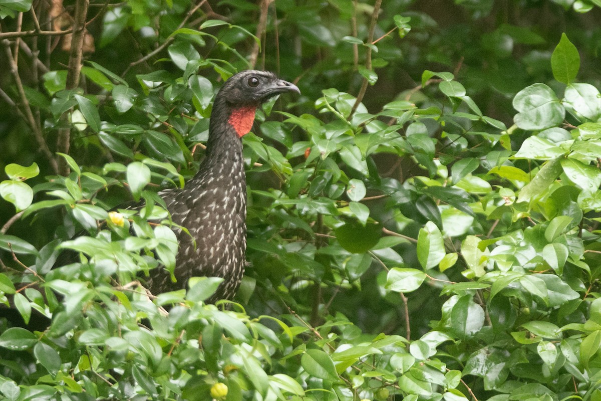 Dusky-legged Guan - ML510313441