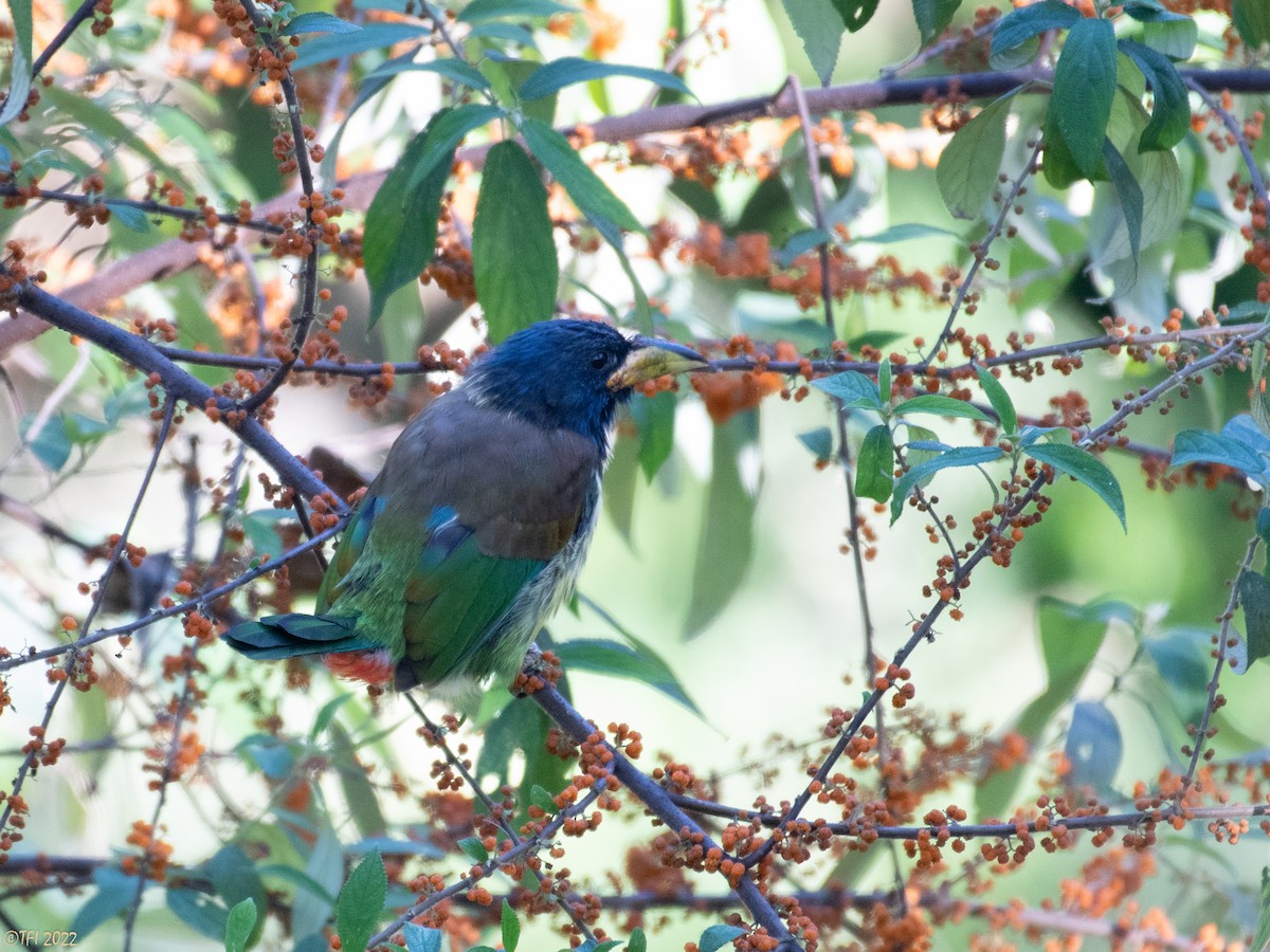 Great Barbet - ML510313461
