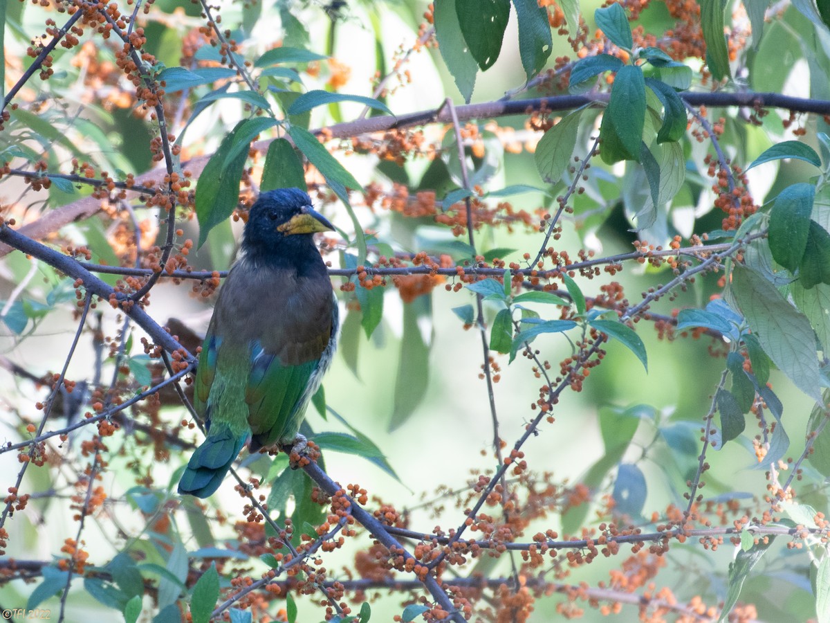 Great Barbet - ML510313491