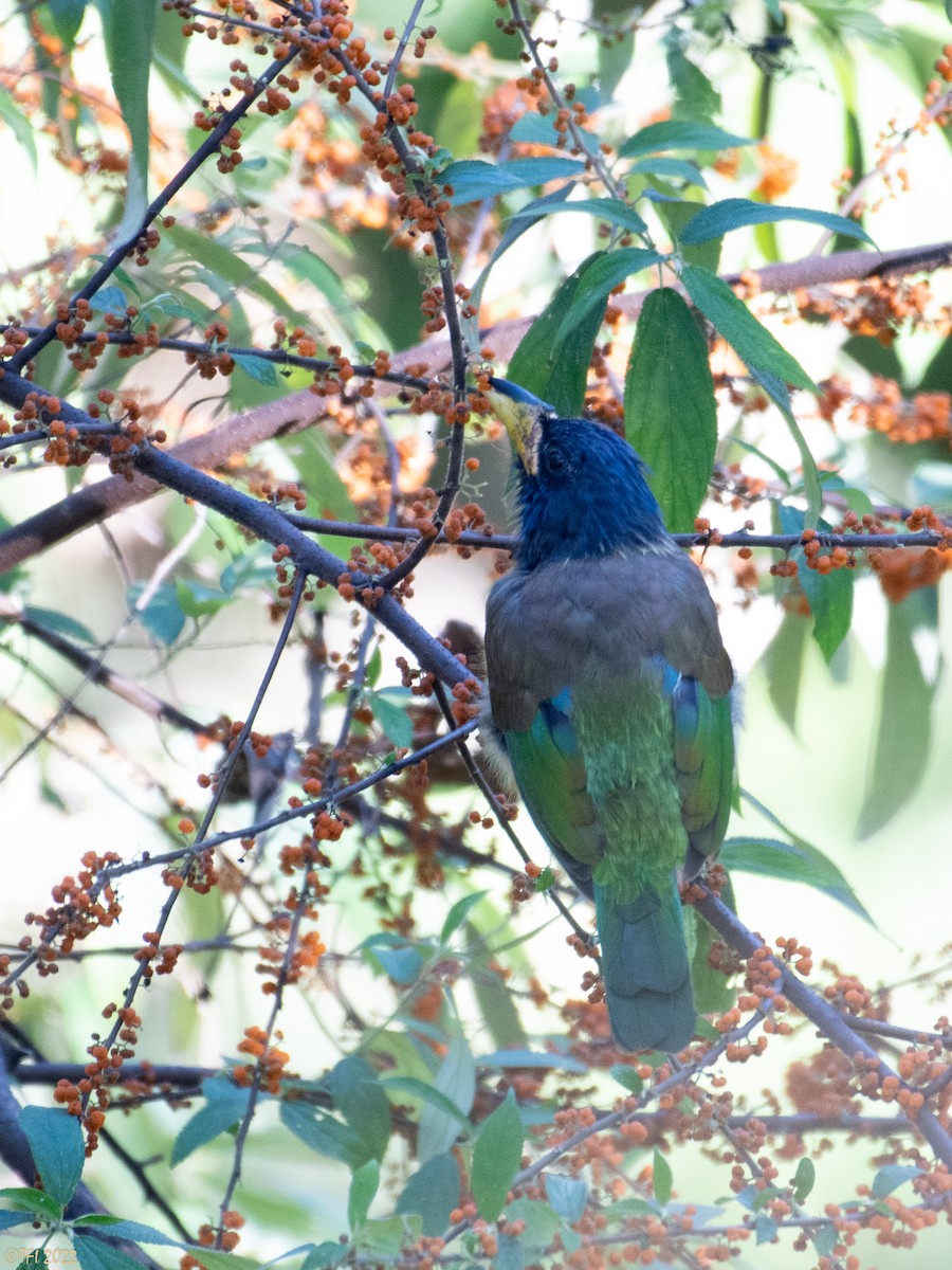 Great Barbet - ML510313501