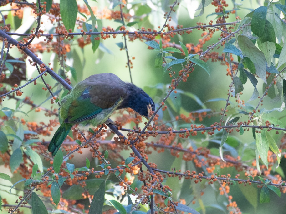 Great Barbet - ML510313511