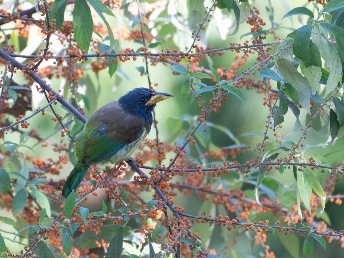 Great Barbet - ML510313521