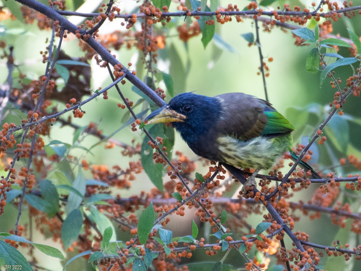 Great Barbet - ML510313541