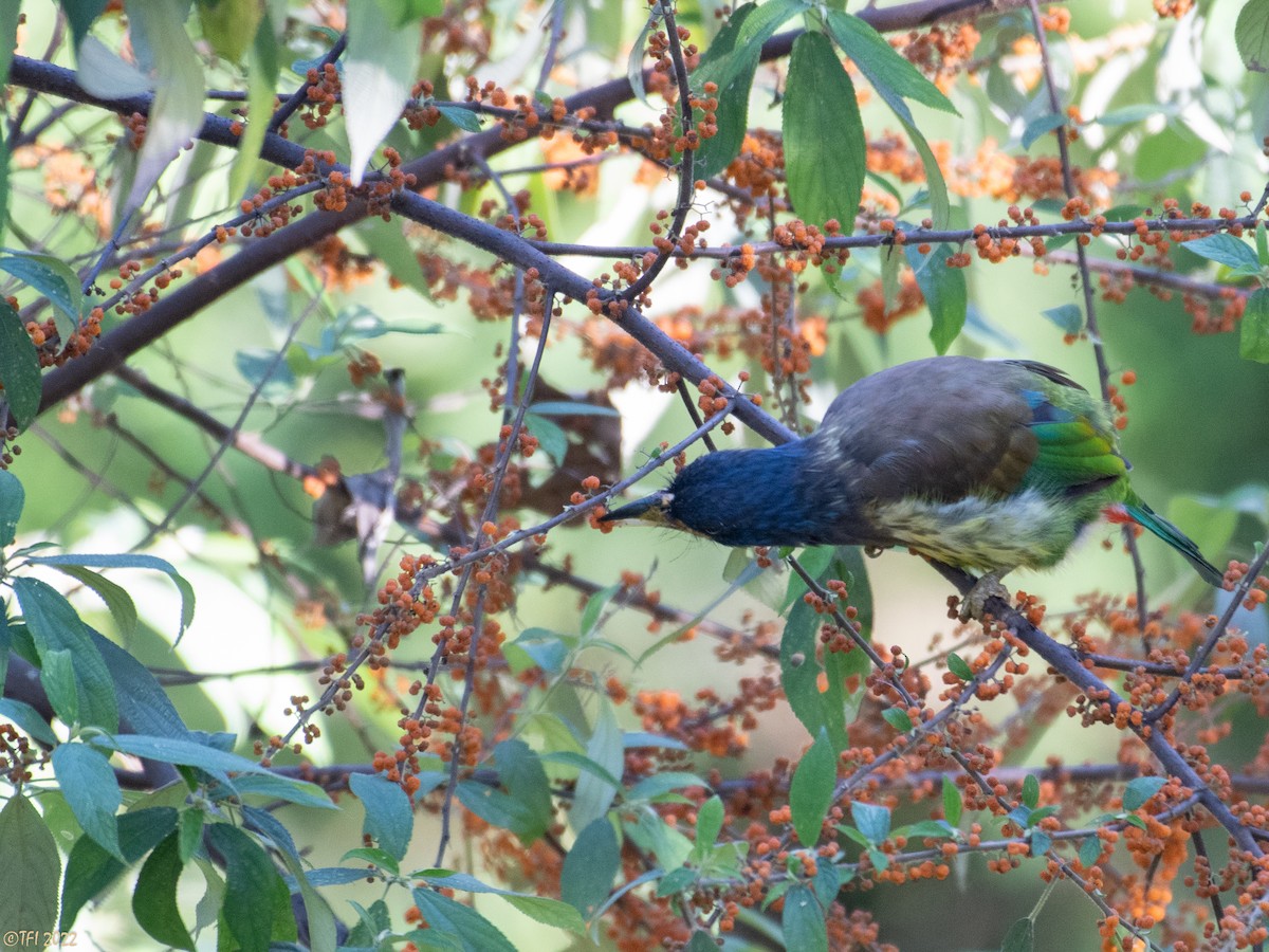 Great Barbet - ML510313561