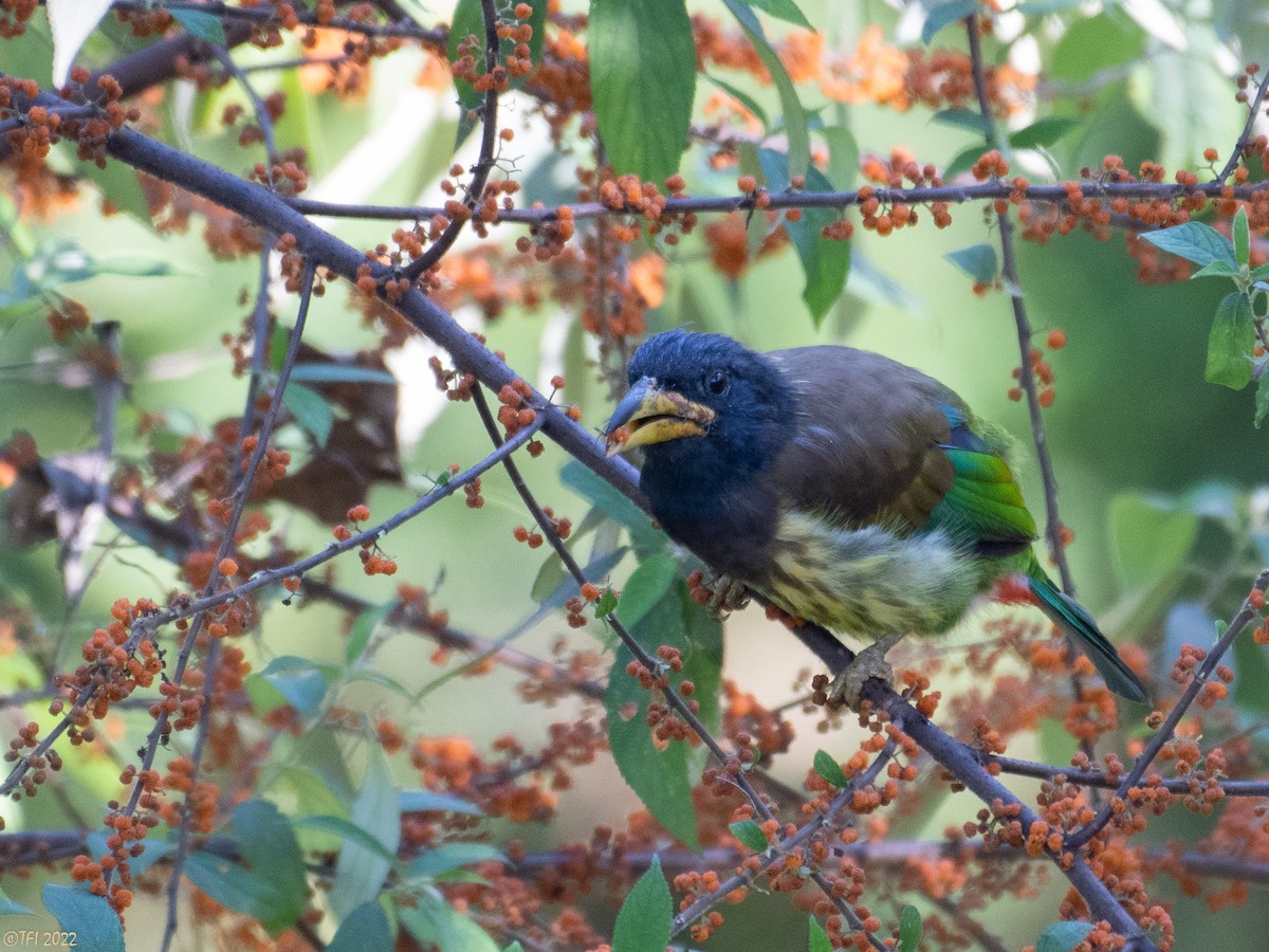 Great Barbet - ML510313571