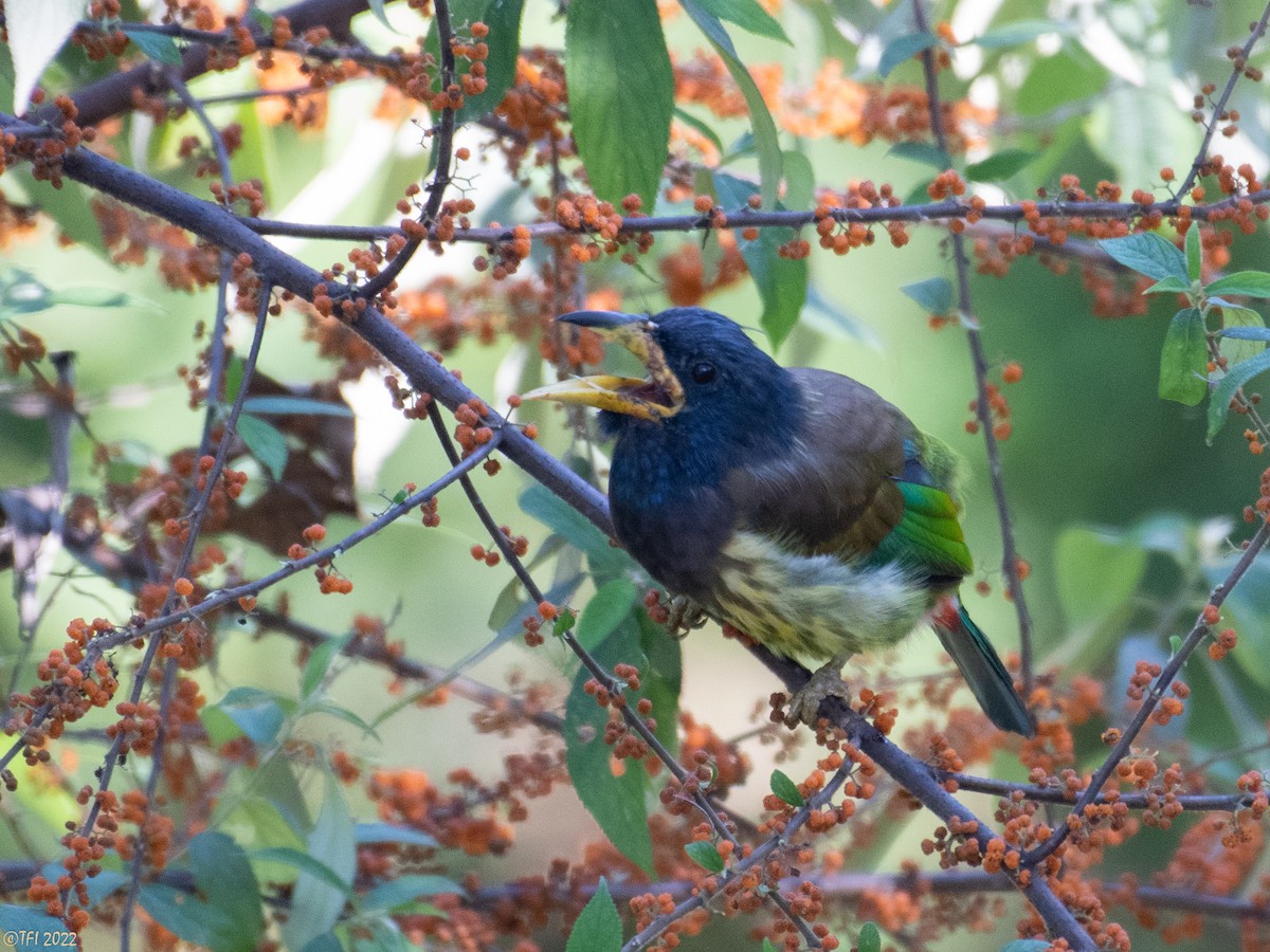 Great Barbet - ML510313581