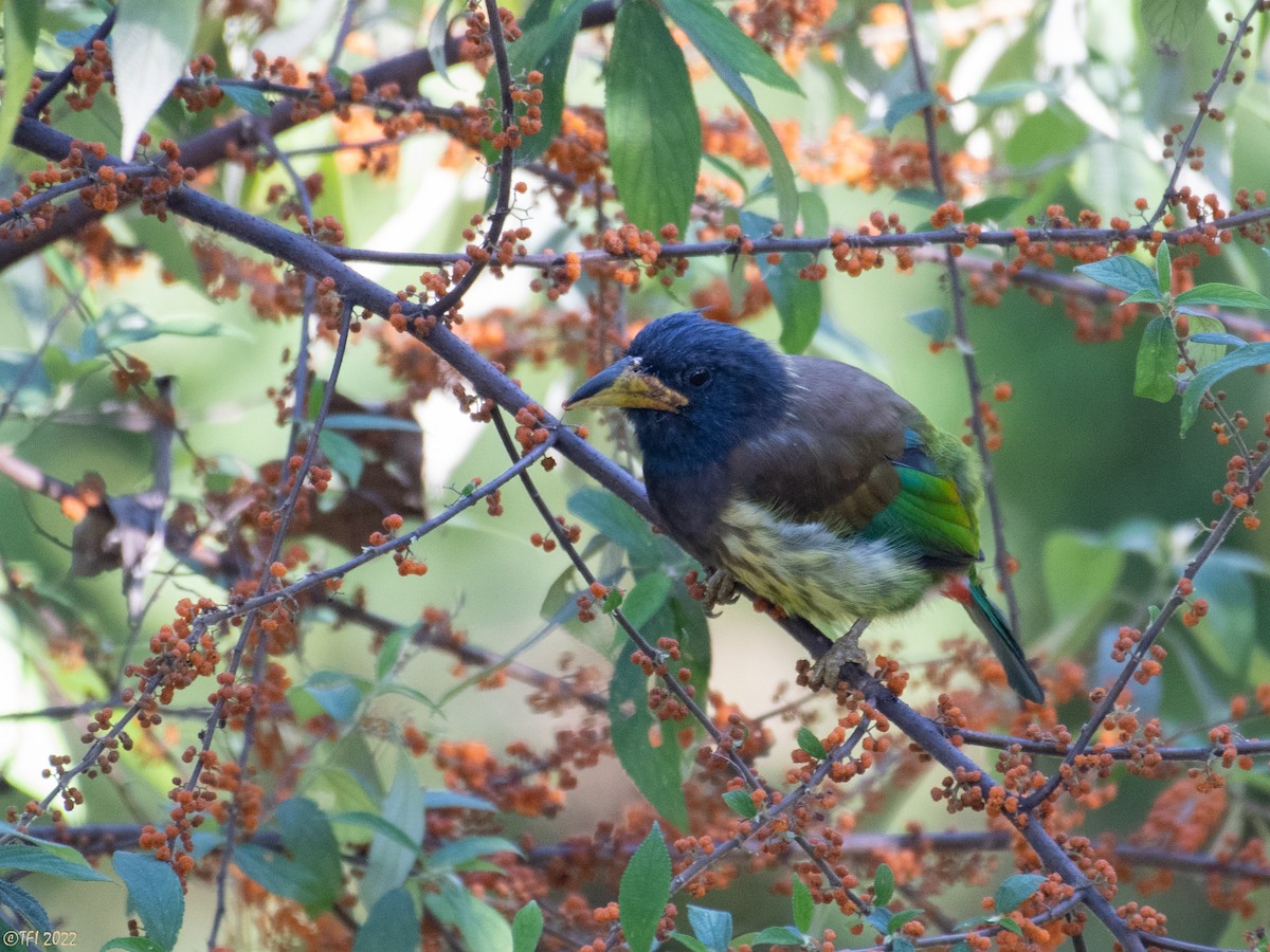 Great Barbet - ML510313591