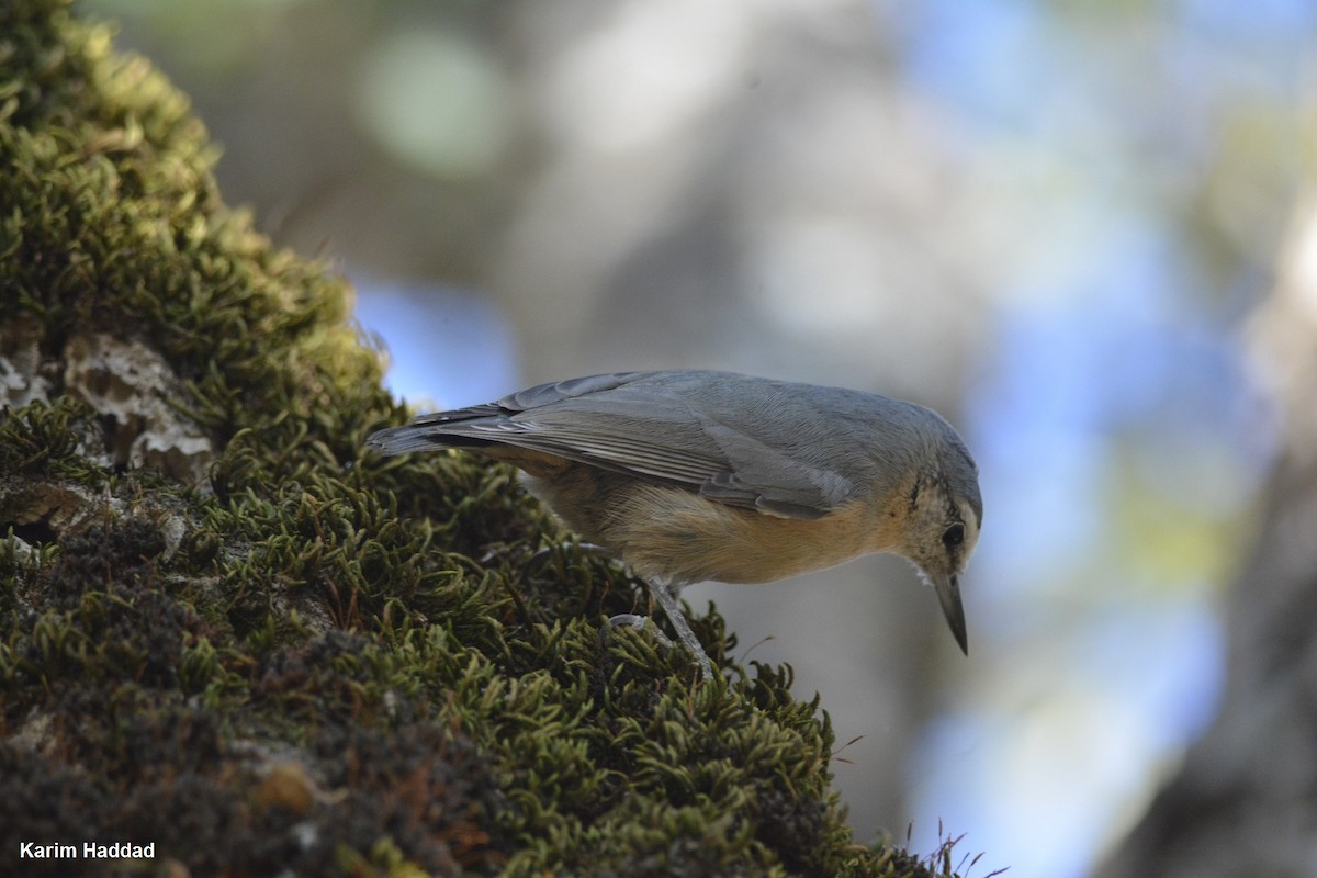 Algerian Nuthatch - ML510313651