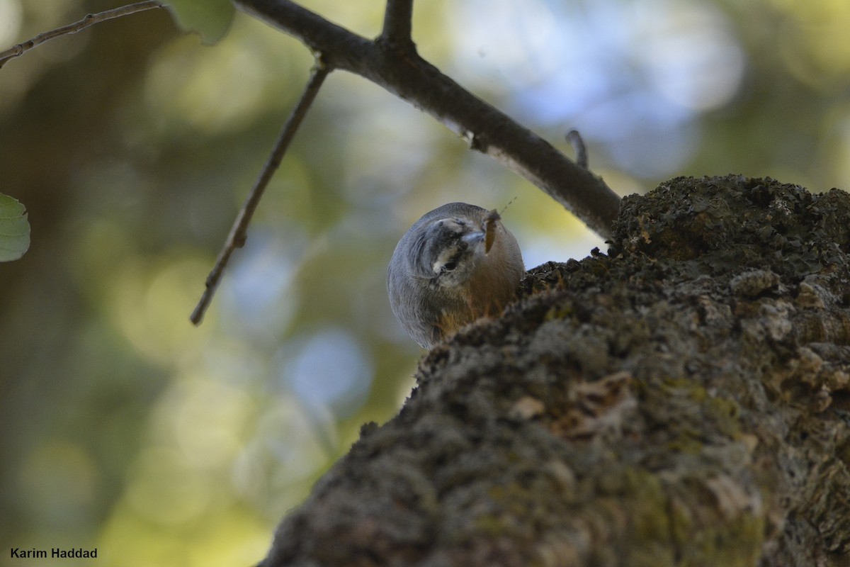 Algerian Nuthatch - Karim Haddad