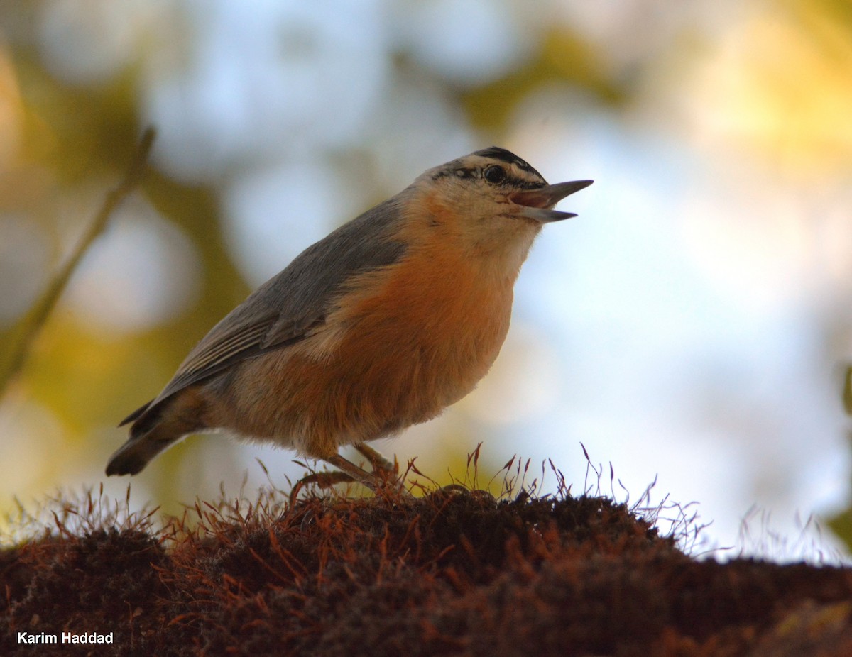 Algerian Nuthatch - ML510313681