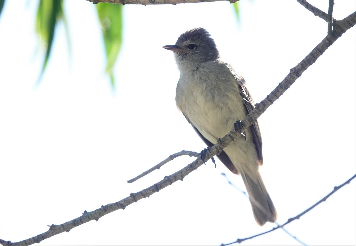 Southern Beardless-Tyrannulet - ML510313791