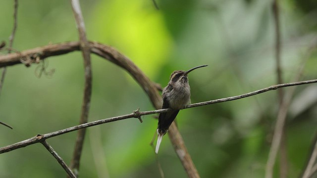 Scale-throated Hermit - ML510315351