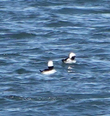 Bufflehead - ML510317781